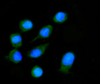 NXN Antibody / Nucleoredoxin / NXR