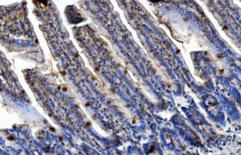 IHC staining of FFPE mouse intestine tissue with Trim25 antibody. HIER: boil tissue sections in pH8 