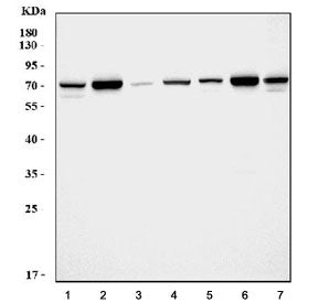 Western blot testing of 1) rat brain, 2) rat kidney, 3) rat spleen, 4) rat liver, 5) mouse brain, 6)