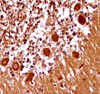 IHC testing of FFPE human cerebellum tissue with MOX-1 antibody. HIER: steam section in pH6 citrate 