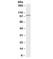 Western blot testing of human testis lysate with LARP2 antibody at 0.1ug/ml. Predicted molecular wei