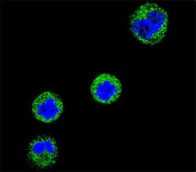 CD1e Antibody