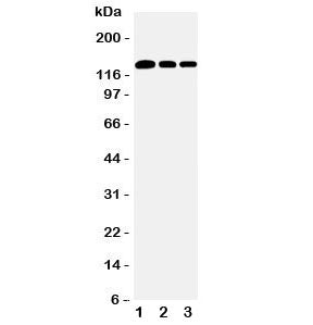 Collagen I Antibody / COL1A1
