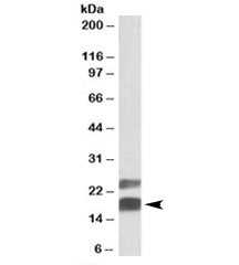 Western blot testing of mouse testis lysate with CIRBP antibody at 0.05ug/ml. Both the expected ~18k