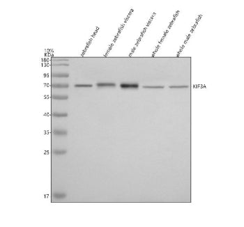 Western blot analysis of Kif3a protein using Zebrafish Kif3a antibody and 1) zebrafish head, 2) fema