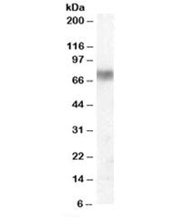 Western blot testing of human lung lysate with Lactoperoxidase antibody at 0.01ug/ml. Predicted mole