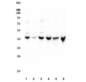 Western blot testing of 1) human K562, 2) human HepG2, 3) rat RH35, 4) rat liver, 5) rat kidney and 