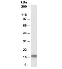 Cystatin C Antibody