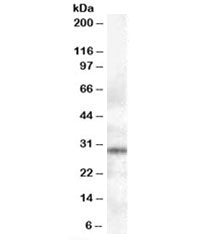 Syntaxin 6 Antibody