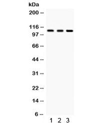 CYLD Antibody