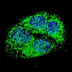Fluorescent confocal image of HepG2 cells stained with BNIP3 antibody at 1:50. BNIP3 immunoreactivit