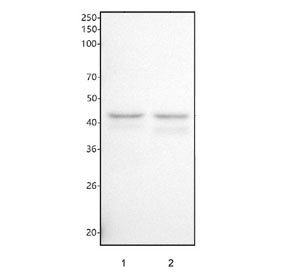 Western blot testing of human 1) SH-SY5Y and 2) ThP1 cell lysate with Nck2 antibody. Predicted molec