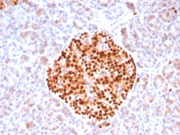 IHC staining of FFPE human pancreas tissue with PAX6 antibody (clone PAX6/8578R). HIER: boil tissue 