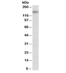 SYNGAP1 Antibody
