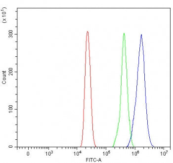 RIOK2 Antibody / RIO2