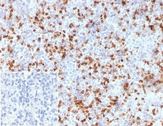 Resistin Antibody / RETN