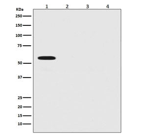 Western blot testing of 1) 293T cells transfected with firefly luciferase, 2) human HeLa, 3) mouse N