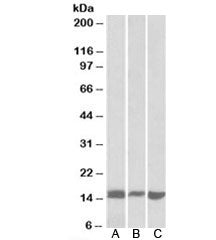 Western blot testing of mouse [A] and rat [B] pancreas lysates and NIH3T3 [C] lysate with Galectin 1