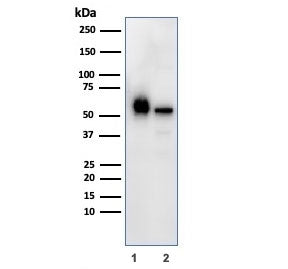 SERBP1 Antibody / PAI-RBP1