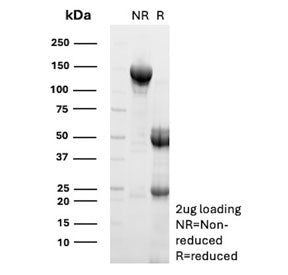 SDS-PAGE analysis of purified, BSA-free CD8B antibody (clone CBB/1595) as confirmation of integrity 