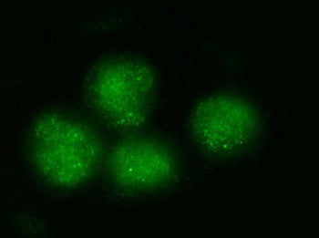 Immunofluorescent staining of FFPE human PC-3 cells with BRD4 antibody (green). HIER: steam section 