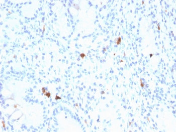 IHC staining of FFPE human stomach with Gastrin antibody (clone GAST/2634). HIER: boil tissue sectio