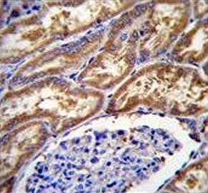 IHC testing of FFPE human kidney tissue with EXOC3L1 antibody. HIER: steam section in pH6 citrate bu