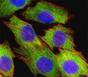 Fluorescent confocal image of C2C12 cell stained with AKT2 antibody at 1:25. Immunoreactivity is loc