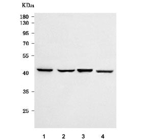 Scurfin Antibody / FOXP3