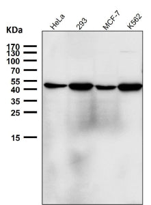 Western blot testing using the NFE2 antibody at 1:2000 dilution for 1 hour at room temperature. Pred