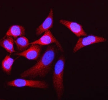 Immunofluorescent staining of FFPE human HeLa cells with Atherin antibody (red) and DAPI nuclear sta