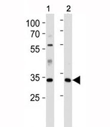 Caspase-9 Antibody