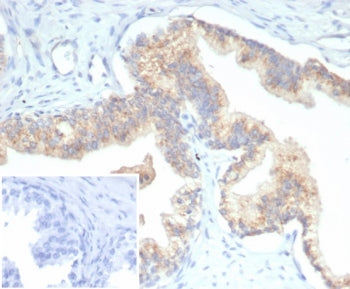 PTEN Antibody