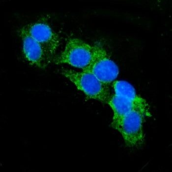 CD13 Antibody / Aminopeptidase N