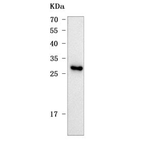 Mis18b Antibody / Mis18-beta / Oip5