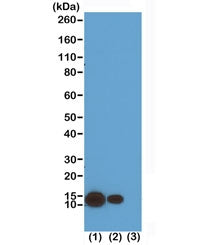 Western blot test of (1) acid extracts of HeLa cells treated with sodium butyrate, (2) acid extracts