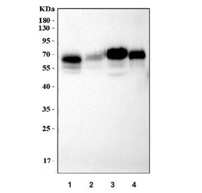Western blot testing of mouse 1) spleen, 2) thymus, 3) J774A.1 and 4) ANA-1 cell lysate with CD86 an
