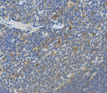 Il-10 Antibody