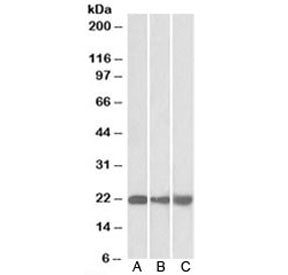 Western blot of mouse NIH3T3 (A), and human HEK293 (B) and HepG2 (C) lysate with PEBP1 antibody at 0