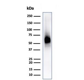 CD63 Antibody / LAMP-3