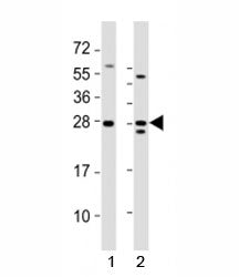 Lin28a Antibody