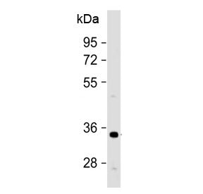 OR1B1 Antibody