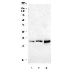 Heme oxygenase 1 Antibody / Ho-1 / Hmox1