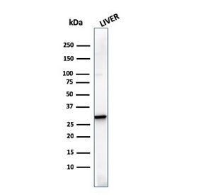 Western blot testing of human liver lysate with Prohibitin antibody (clone SPM311). Expected molecul