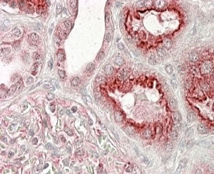 IHC testing of FFPE human kidney with VSP11 antibody at 4ug/ml. HIER: steamed with pH6 citrate buffe