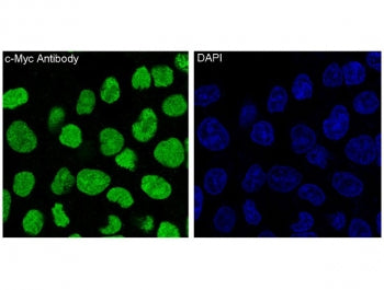 IF/ICC staining of human HeLa cells with c-Myc antibody (green) and DAPI nuclear stain (blue).
