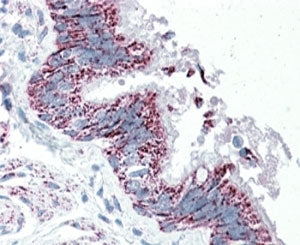 IHC testing of FFPE human bronchus with TTLL4 antibody at 5ug/ml. HIER: steamed with pH6 citrate buf