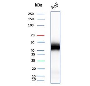 Western blot testing of human Raji cell lysate with recombinant CD48 antibody. Predicted molecular w