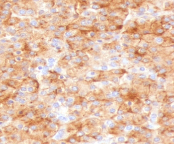 IHC analysis of FFPE human parathyroid gland stained with recombinant Chromogranin A antibody (clone