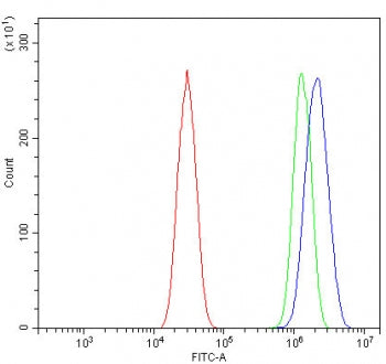P2y12 Antibody / P2Y purinoceptor 12